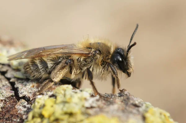 Een Closeup Shot Van Een Vrouwtje Gering Sallow Mijnbouw Bee — Stockfoto