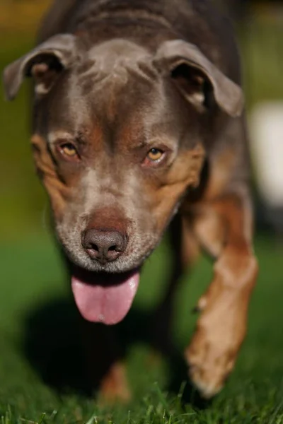 Zbliżenie American Pit Bull Terrier Wędrujących Zewnątrz — Zdjęcie stockowe