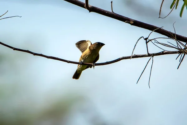 Bir Dala Tünemiş Kahverengi Bir Kuşun Sığ Odak Noktası — Stok fotoğraf