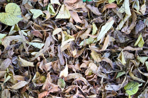 Uma Vista Superior Uma Pilha Folhas Secas Caídas Chão — Fotografia de Stock