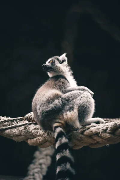 Ein Senkrechter Schuss Eines Lemurs Gefangenschaft — Stockfoto