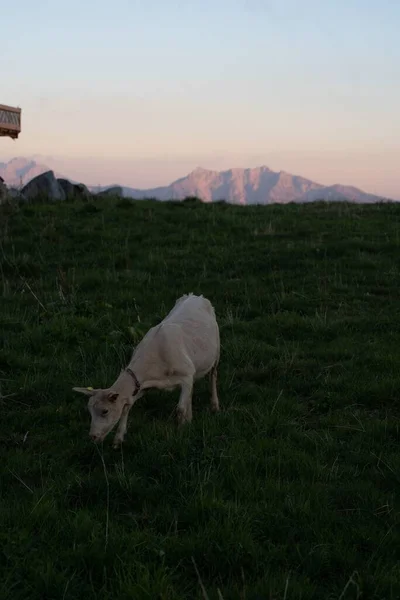 黄金の時間の日没にイタリアの山の上にヤギの垂直ショット — ストック写真