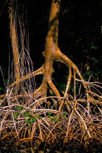 土の上に長い根を持つ木の垂直閉鎖ショット — ストック写真