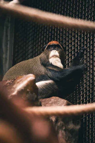 Vertical Shot Brazza Monkey Zoo — Stock Photo, Image