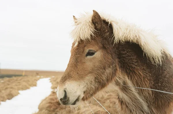 Detailní Záběr Islandského Koně Polem Oblohou Pozadí — Stock fotografie