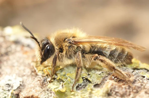 Крупный План Маленькой Салатной Пчелы Саду — стоковое фото