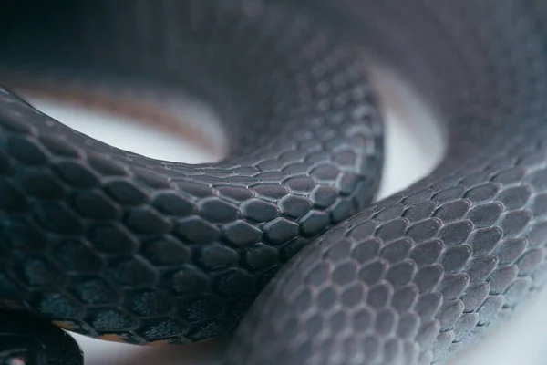 Макрос Кільцеподібної Змії — стокове фото
