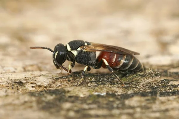 Closeup Shot Hylaeus Variegatus Female Bee Wooden Surface — Stock Photo, Image