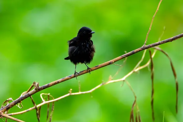 Plano Superficial Pájaro Negro Posado Una Rama —  Fotos de Stock