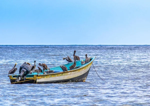 Barco Vela Ancorado Água Com Bando Pelicanos Nele — Fotografia de Stock