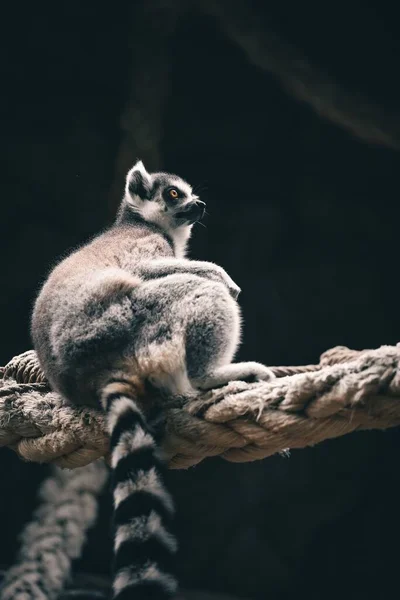 Sebuah Gambar Vertikal Dari Lemur Penangkaran — Stok Foto
