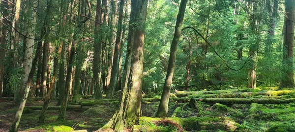 日中は背の高い木でいっぱいの森の美しいショット — ストック写真
