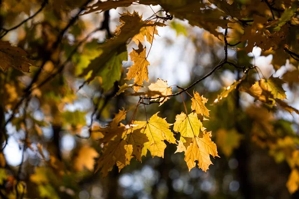 Bir Ağacın Sonbahar Sarı Yaprakları — Stok fotoğraf