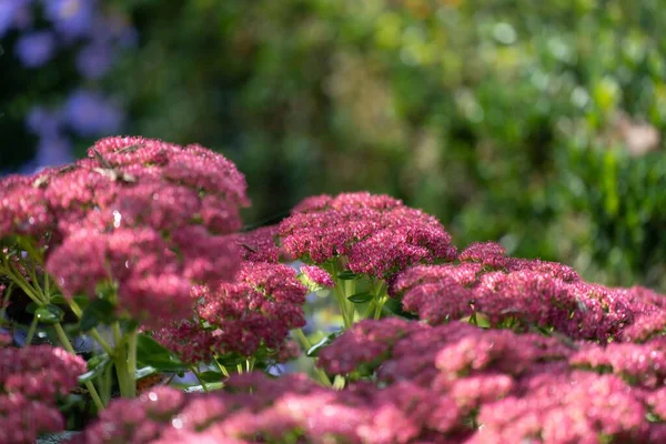 A closeup shot of beautiful reddish pink Orpine plant flowers with green accents in a garden