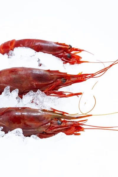 在白色的背景上隔离的冰块上的一道鲜红的生虾子的垂直镜头 — 图库照片