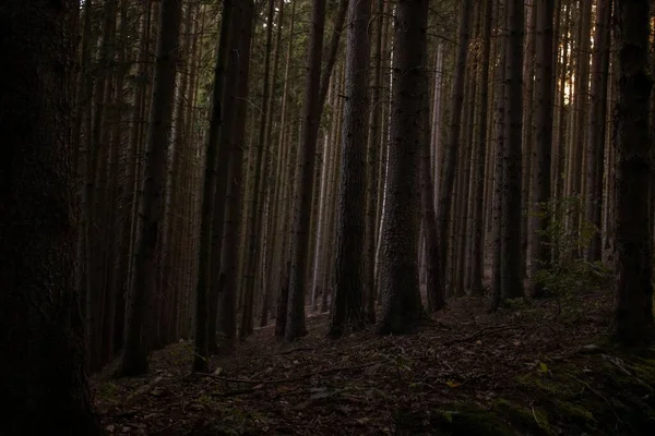 Yoğun Bitki Örtüsüne Sahip Karanlık Bir Orman Manzarası — Stok fotoğraf