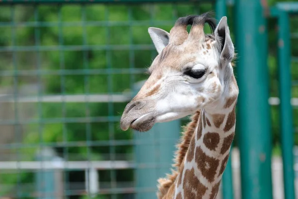Una Testa Una Giraffa Allo Zoo Vicino — Foto Stock