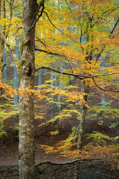 Вертикальный Снимок Красочных Плотных Деревьев Лесу Осенью — стоковое фото