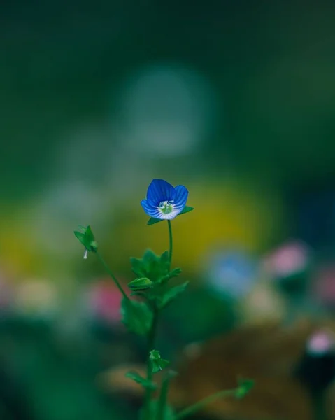 Plan Vertical Sélectif Une Fleur Sauvage Bleue Fleurs — Photo