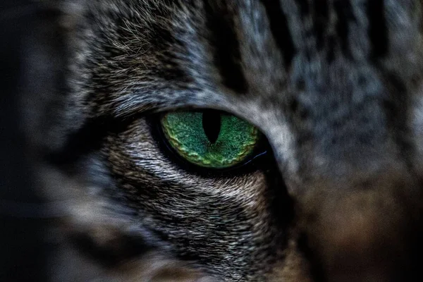Closeup Green Eye Cat — Stock Photo, Image