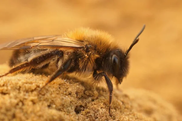 Ένα Κοντινό Πλάνο Μιας Θηλυκής Μικρής Απειλούμενης Εξαφάνιση Μέλισσας Εξόρυξης — Φωτογραφία Αρχείου