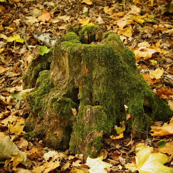 Detailní Záběr Pařezu Stromu Pokrytého Zeleným Mechem Lesích Owinska Polsko — Stock fotografie