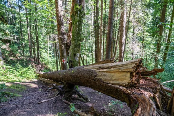 阳光灿烂的一天 一棵枯死的树在一片绿林的地上折断了树干 — 图库照片