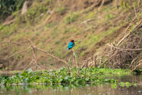 池塘里植物上的蓝色翠鸟 — 图库照片