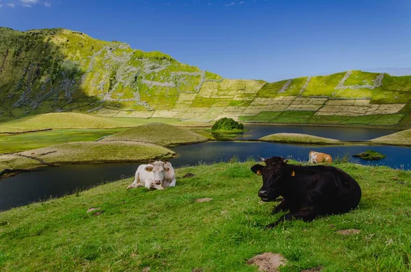 Ένα Όμορφο Τοπίο Αγελάδων Δίπλα Ένα Ποτάμι Στο Corvo Island — Φωτογραφία Αρχείου