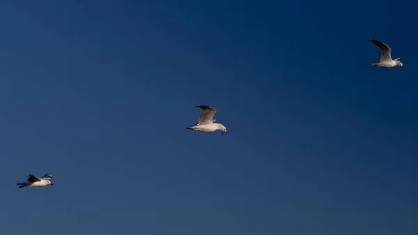 Eine Schöne Aufnahme Von Drei Möwen Flug — Stockfoto