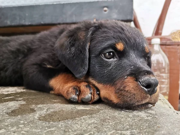 Primer Plano Triste Cachorro Rottweiler Acostado Una Piedra Aire Libre —  Fotos de Stock