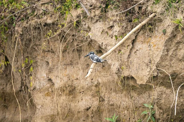Ένα Pied Kingfisher Σκαρφαλωμένο Ένα Κλαδί — Φωτογραφία Αρχείου