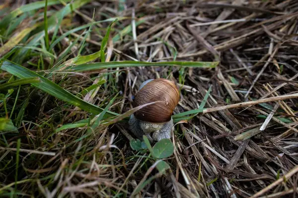 Closeup Snail Grass — Stock Photo, Image