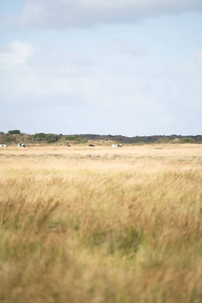 Eine Vertikale Aufnahme Eines Ländlichen Graslandes Mit Grasenden Tieren Der — Stockfoto
