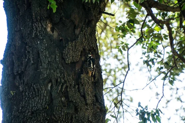 大斑点啄木鸟 Dendrocopos Major 啄食树干 — 图库照片