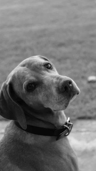 Вертикальный Снимок Сером Масштабе Очаровательной Собаки Воротником — стоковое фото