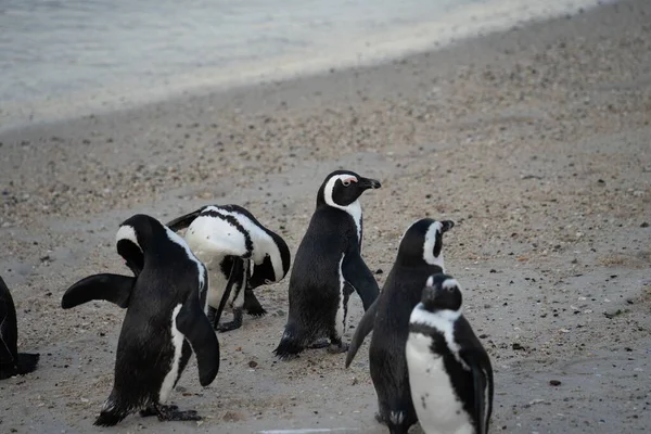 Пингвины Идут Пескам Против Моря Южной Африке — стоковое фото