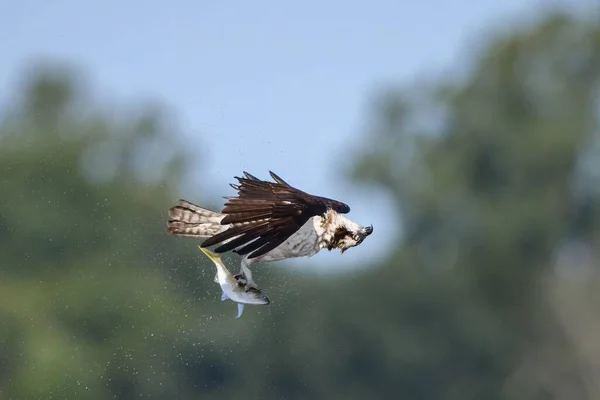 Macro Balbuzard Volant Avec Poisson Dans Les Griffes — Photo