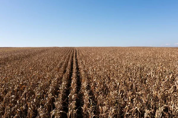 Güneşin Altında Güzel Bir Buğday Tarlası Manzarası — Stok fotoğraf