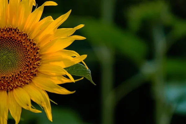 Eine Nahaufnahme Einer Sonnenblume Mit Grünen Blättern Hintergrund — Stockfoto