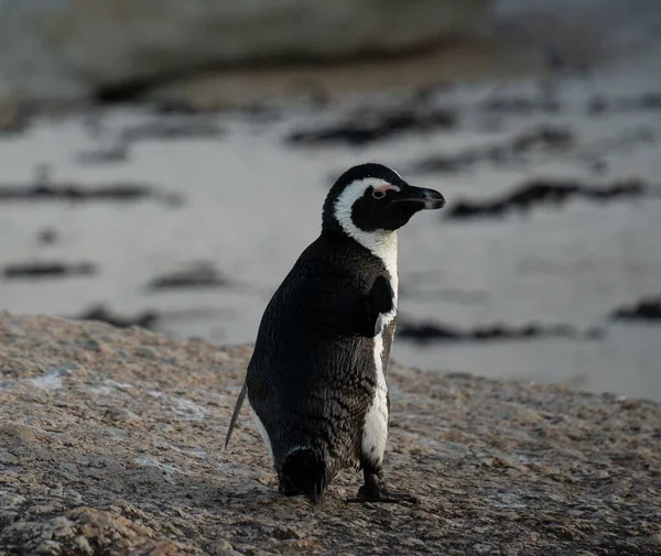 Південно Африканській Республіці Пінгвіни Ходять Пісках Проти Моря — стокове фото