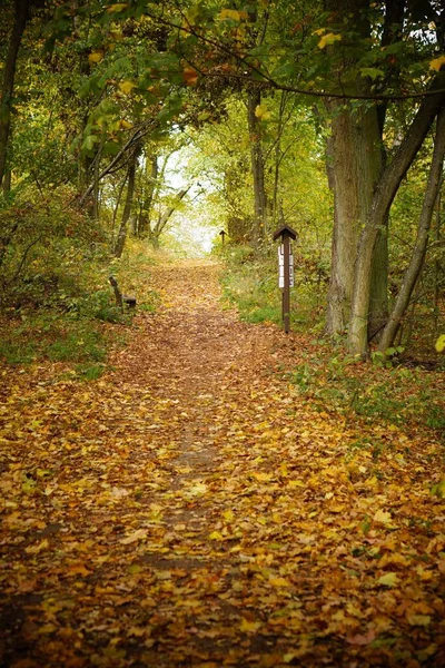 Вертикальный Снимок Узкой Дорожки Покрытой Листьями Через Овинский Лес Польше — стоковое фото