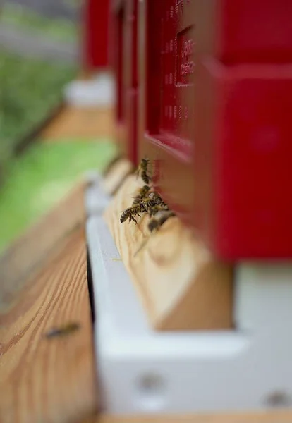 Eine Flache Aufnahme Einer Bienengruppe Holzeingang Eines Roten Bienenstocks — Stockfoto