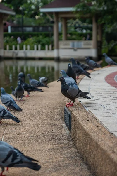 曼谷公园一群鸽子的垂直选择焦点 背景模糊不清 — 图库照片