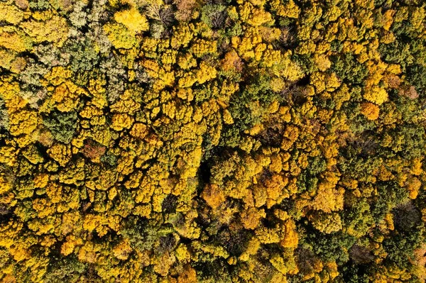 Widok Powietrza Pięknego Jesiennego Lasu Słoneczny Dzień — Zdjęcie stockowe