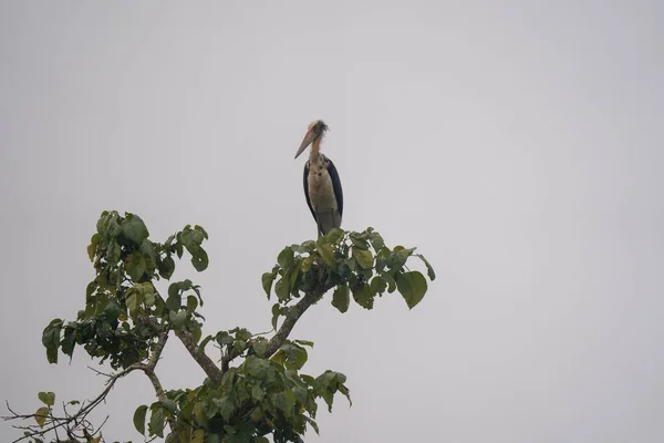 Bulutlu Bir Havada Ağaç Dalında Oturan Marabutlu Bir Kuş — Stok fotoğraf
