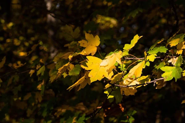 Foglie Verdi Albero Nella Foresta Con Sole Splendente Sullo Sfondo — Foto Stock