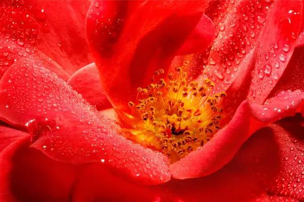 Gros Plan Tige Fleur Rouge Avec Des Gouttes Pluie — Photo