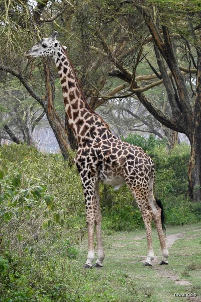 Vertical Shot Giraffe Eating Leaves Tree — Stock Photo, Image