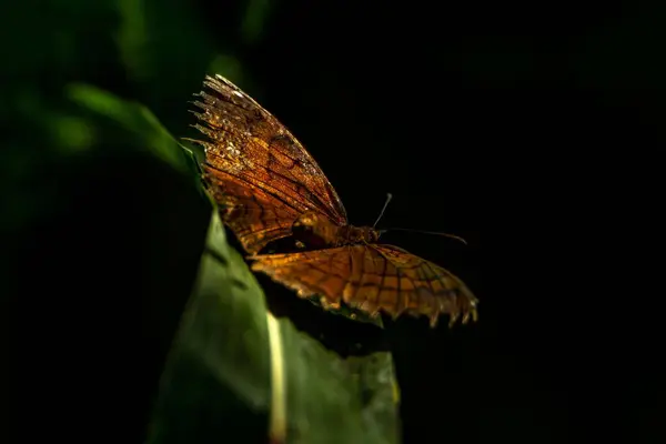 黒を基調とした緑の葉に茶色い蝶 — ストック写真